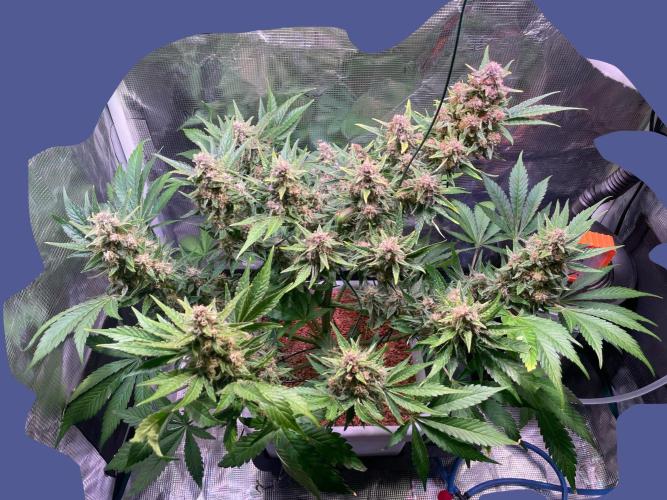 CherryC_AinKnows. Week 9