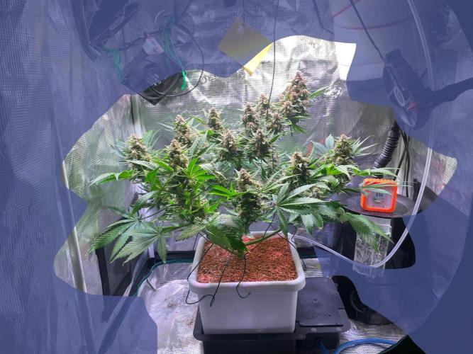 CherryC_AinKnows. Week 9