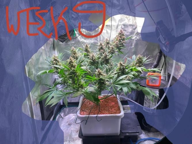 CherryC_AinKnows. Week 9