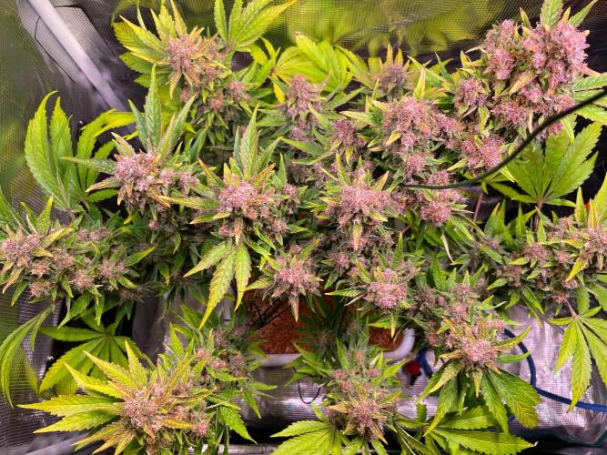 CherryC_AinKnows. Week 10