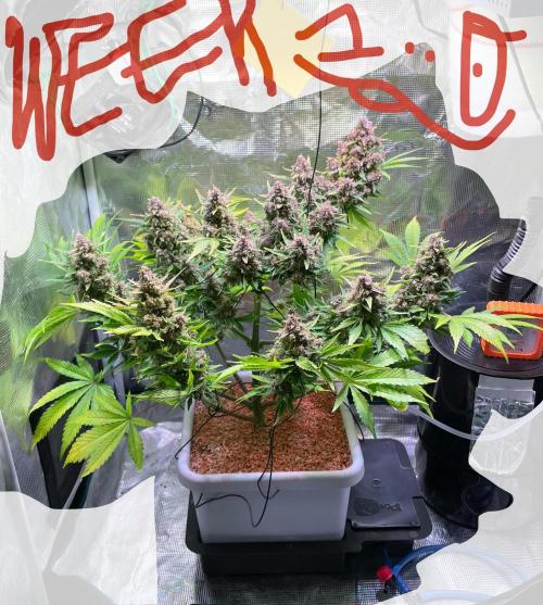 CherryC_AinKnows. Week 10