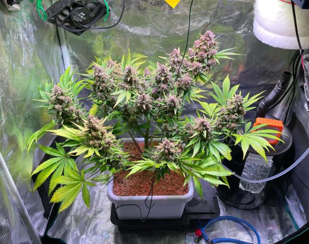 CherryC_AinKnows. Week 10