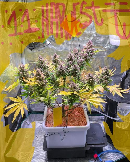 CherryC_AinKnows. Week 11
