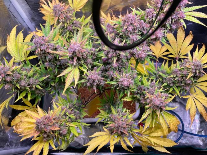 CherryC_AinKnows. Week 11