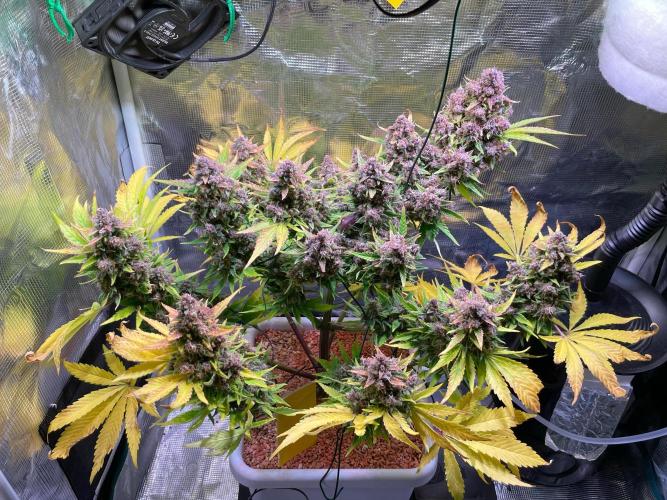 CherryC_AinKnows. Week 11