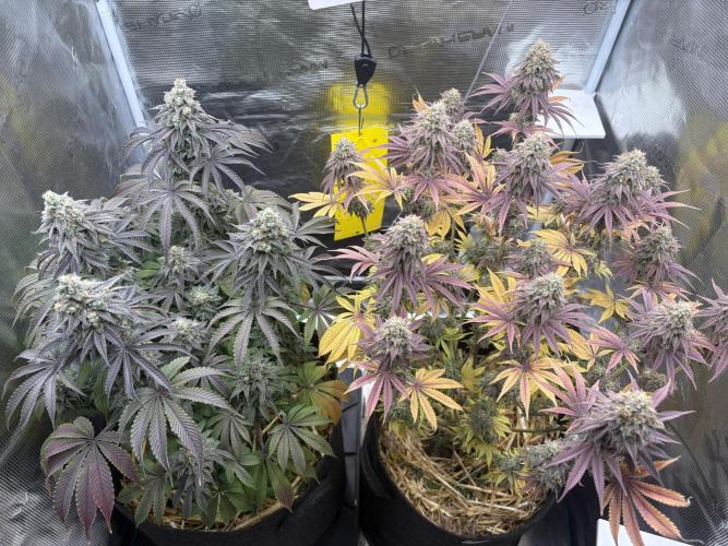 Michél Motz. Week 8