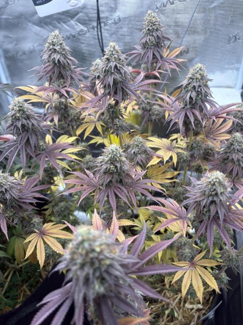 Michél Motz. Week 8