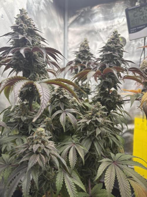 Michél Motz. Week 8