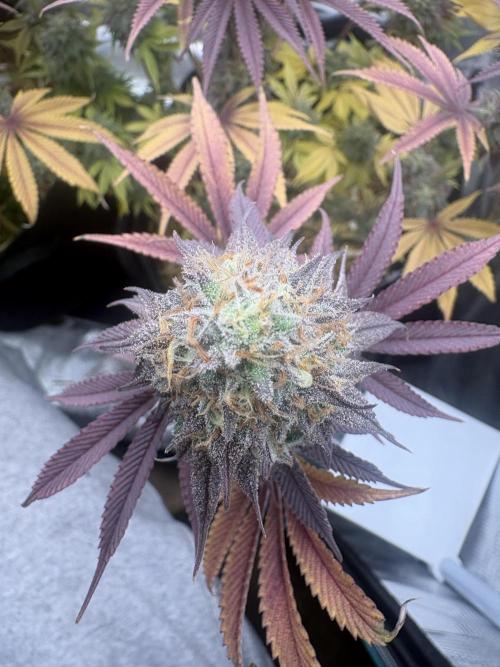 Michél Motz. Week 8