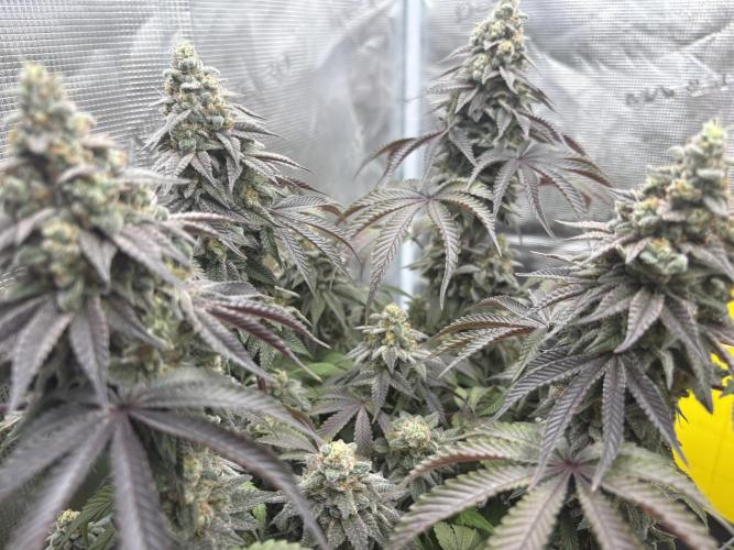 Michél Motz. Week 8