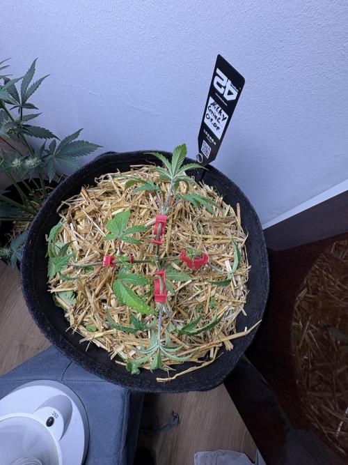 Michél Motz. Week 8