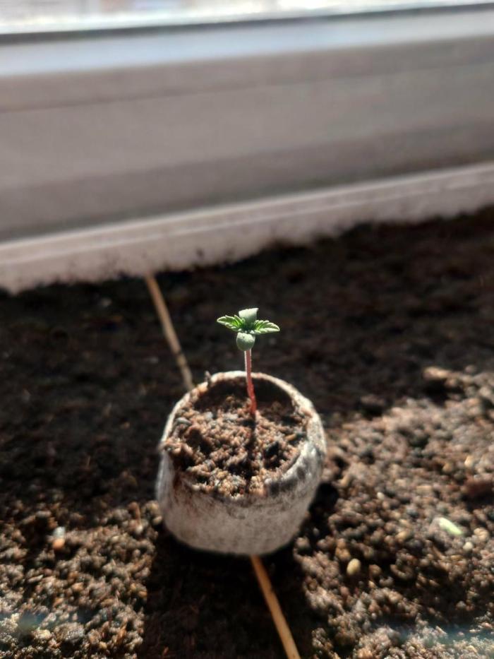 First indoor grow - Afghan Kush Auto. Week 0 - It took her about 5 days days to germinate.