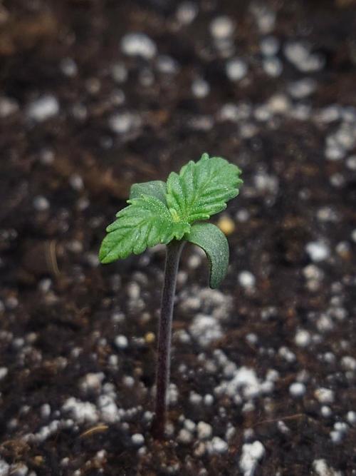 First indoor grow - Afghan Kush Auto. Week 1 - Slowly growing up.