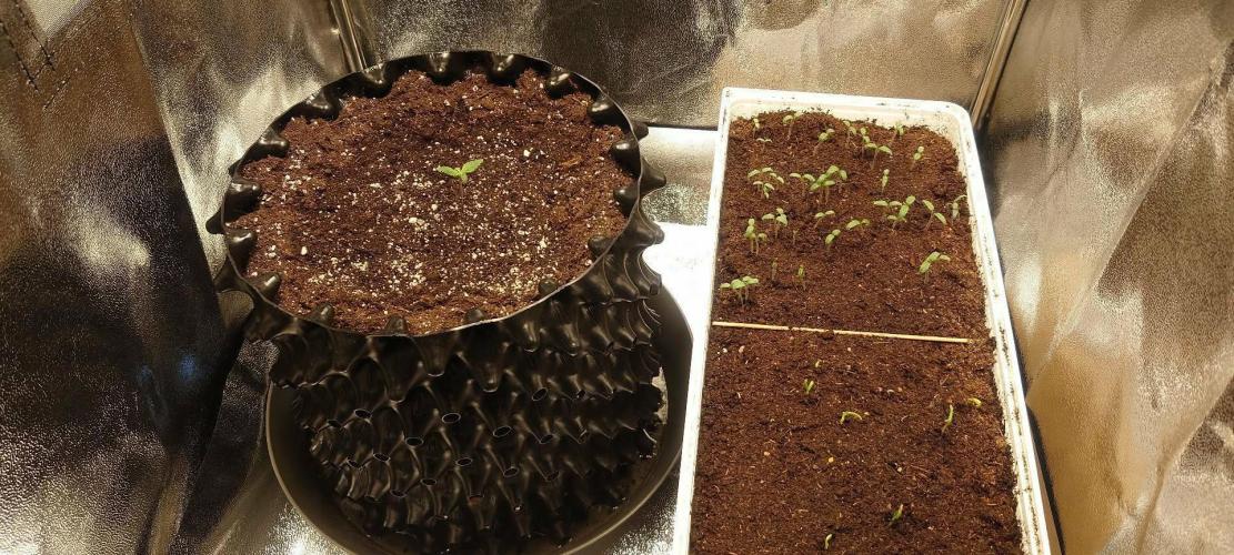 First indoor grow - Afghan Kush Auto. Week 1 - Sharing tent with tomato and bell pepper seedlings.