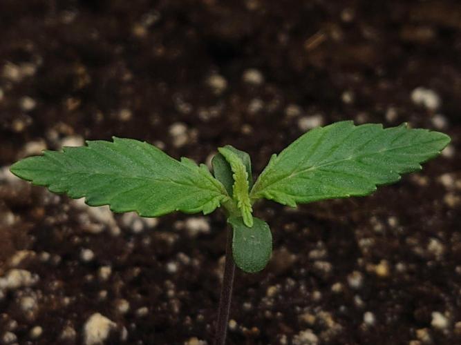 First indoor grow - Afghan Kush Auto. Week 1 - About 5 days since germination photo.