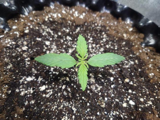 First indoor grow - Afghan Kush Auto. Week 1 - Friday of the first week - 7 days since germination photo