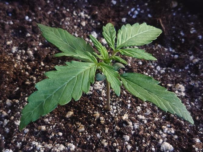 First indoor grow - Afghan Kush Auto. Week 1 - Last day of the week 1