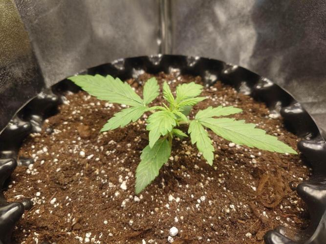 First indoor grow - Afghan Kush Auto. Week 2