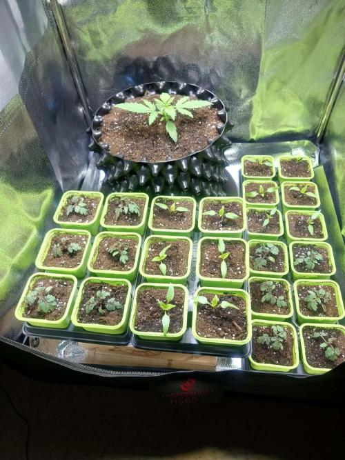 First indoor grow - Afghan Kush Auto. Week 2 - So far they can all fit the tent 