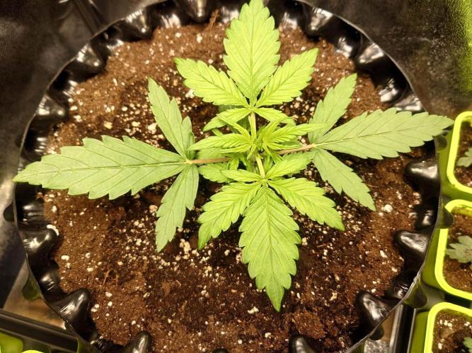 First indoor grow - Afghan Kush Auto. Week 2 - She's becoming big