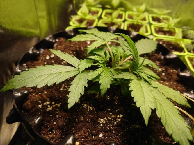 First indoor grow - Afghan Kush Auto. Week 2