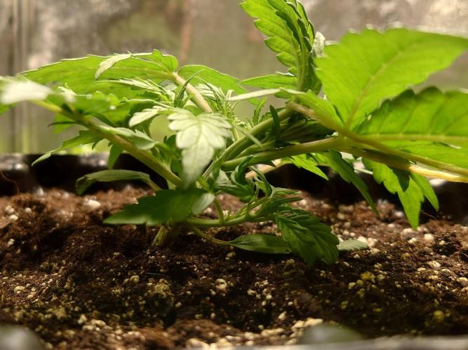 First indoor grow - Afghan Kush Auto. Week 2 - I hope it's done correctly.