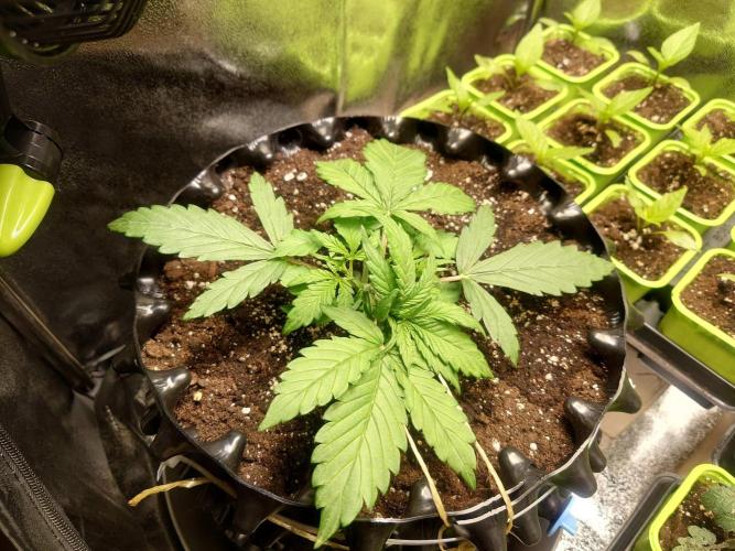 First indoor grow - Afghan Kush Auto. Week 2