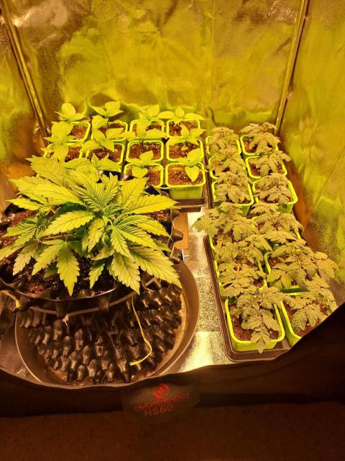 First indoor grow - Afghan Kush Auto. Week 3