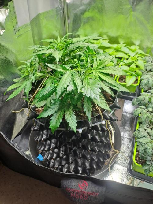 First indoor grow - Afghan Kush Auto. Week 3