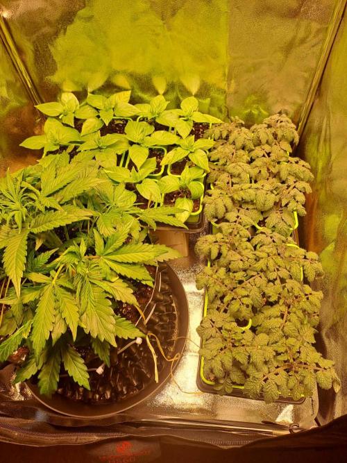 First indoor grow - Afghan Kush Auto. Week 3