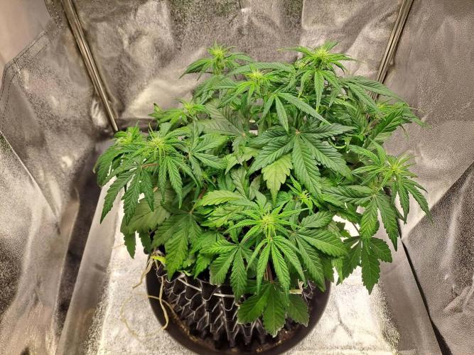 First indoor grow - Afghan Kush Auto. Week 4