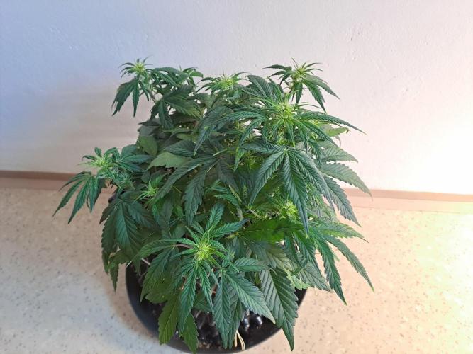 First indoor grow - Afghan Kush Auto. Week 4