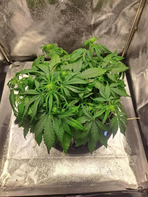First indoor grow - Afghan Kush Auto. Week 4