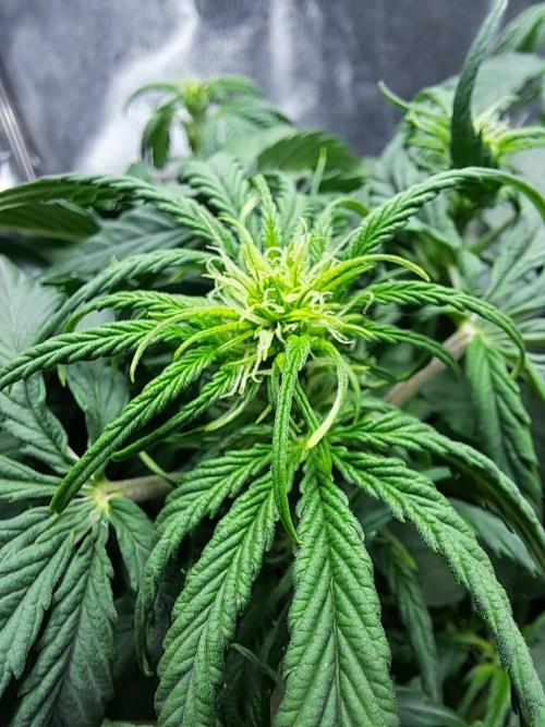 First indoor grow - Afghan Kush Auto. Week 4