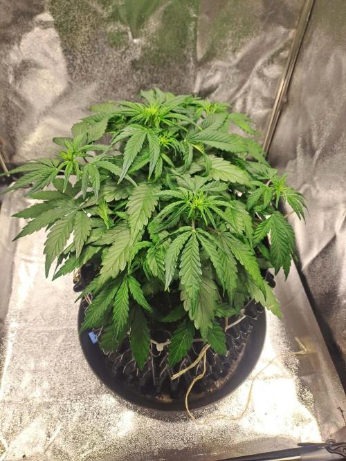 First indoor grow - Afghan Kush Auto. Week 4
