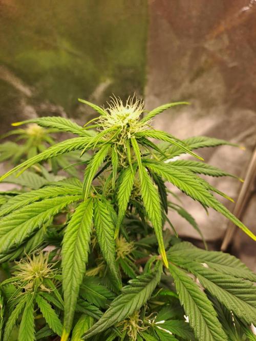 First indoor grow - Afghan Kush Auto. Week 5