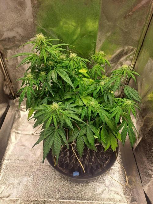 First indoor grow - Afghan Kush Auto. Week 5