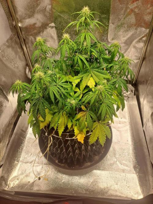 First indoor grow - Afghan Kush Auto. Week 5
