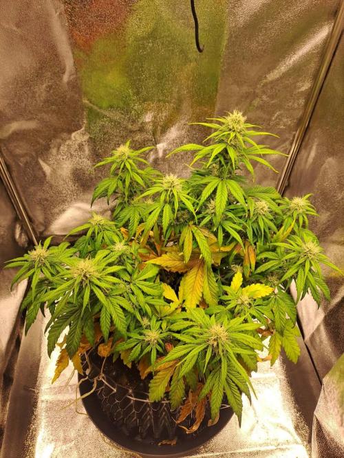 First indoor grow - Afghan Kush Auto. Week 6