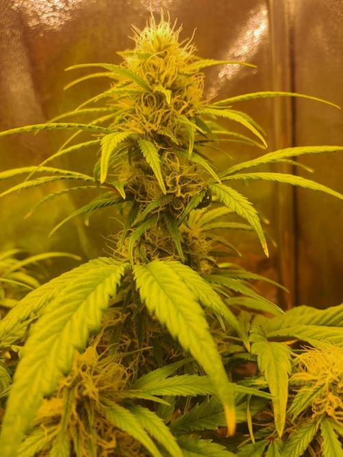 First indoor grow - Afghan Kush Auto. Week 6