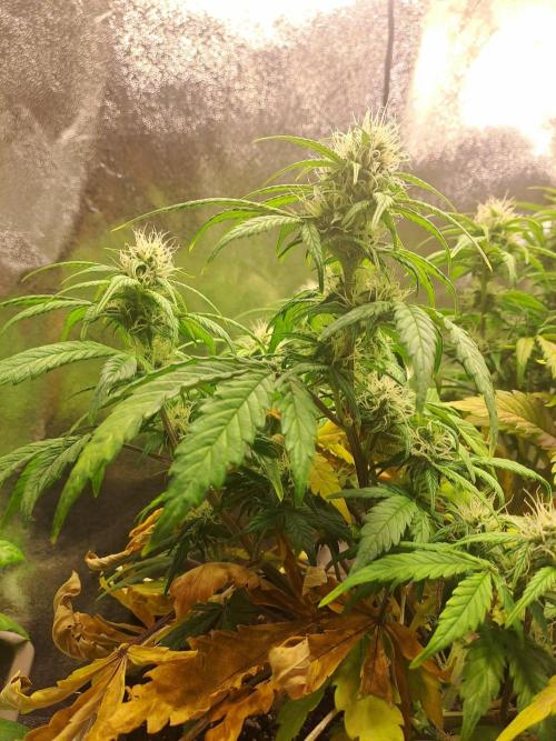 First indoor grow - Afghan Kush Auto. Week 6