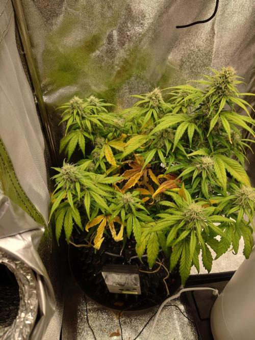 First indoor grow - Afghan Kush Auto. Week 7