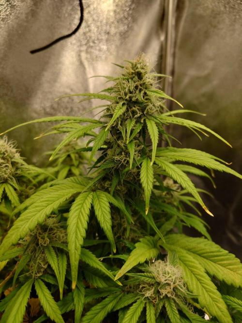 First indoor grow - Afghan Kush Auto. Week 7
