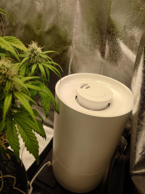 First indoor grow - Afghan Kush Auto. Week 7