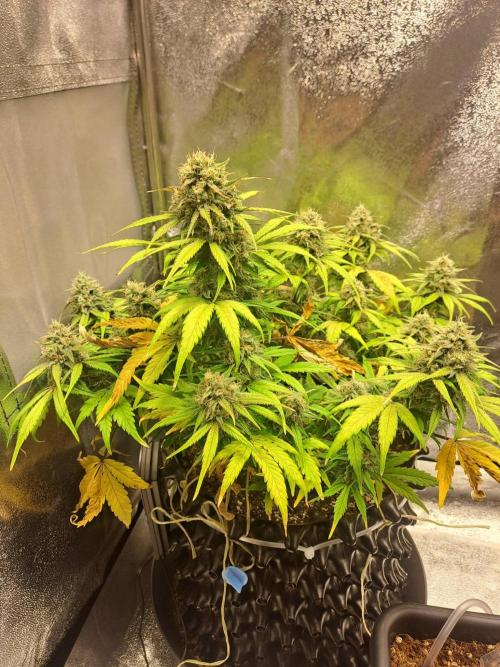 First indoor grow - Afghan Kush Auto. Week 8