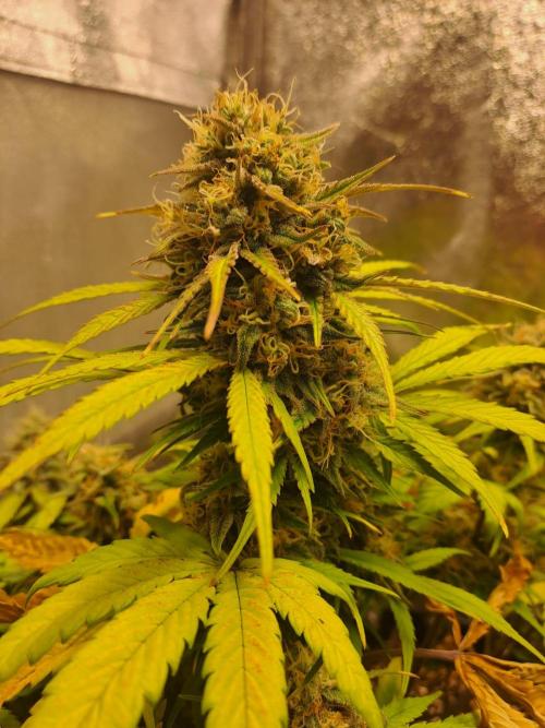 First indoor grow - Afghan Kush Auto. Week 8