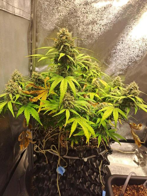 First indoor grow - Afghan Kush Auto. Week 9