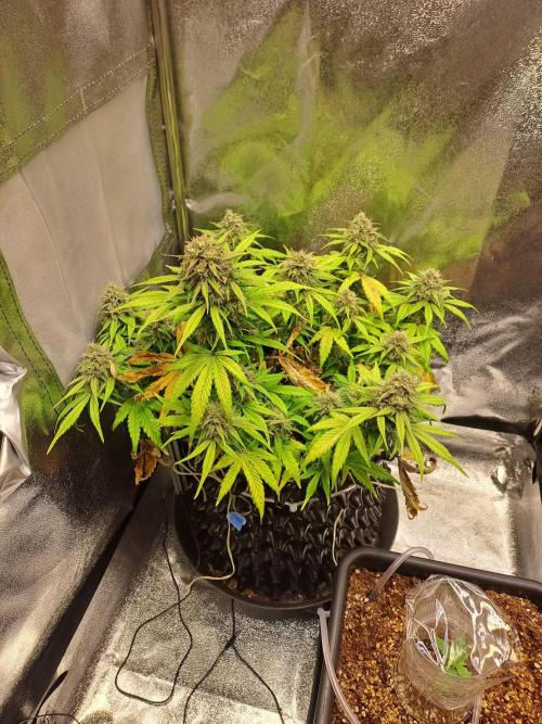 First indoor grow - Afghan Kush Auto. Week 9