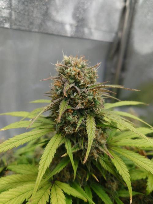 First indoor grow - Afghan Kush Auto. Week 9