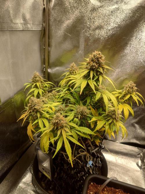 First indoor grow - Afghan Kush Auto. Week 9